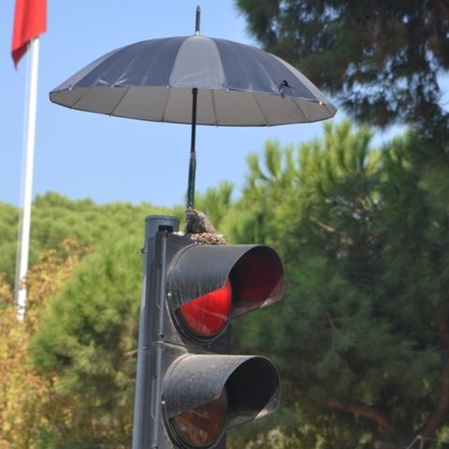 Kumru koruması!