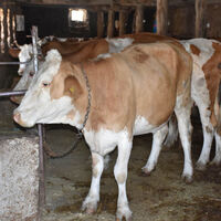 Şarbon ithal hayvanlarla mı geliyor?