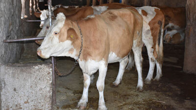 Şarbon ithal hayvanlarla mı geliyor?