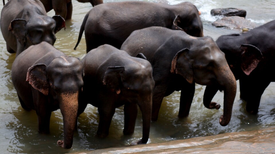 Dünyada ilk ve tek!