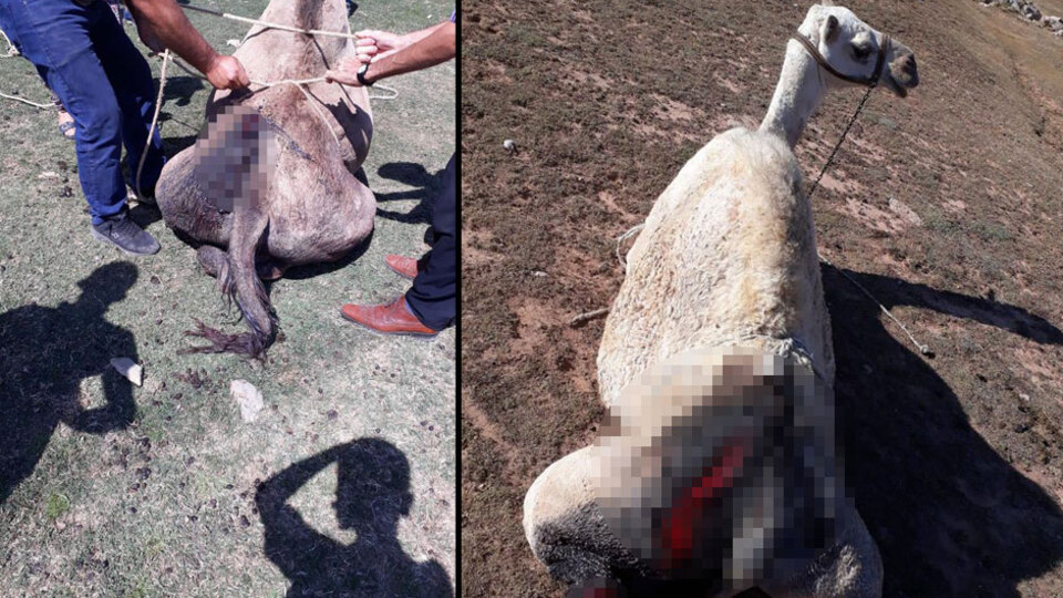 Vicdansızlığın böylesi görülmedi