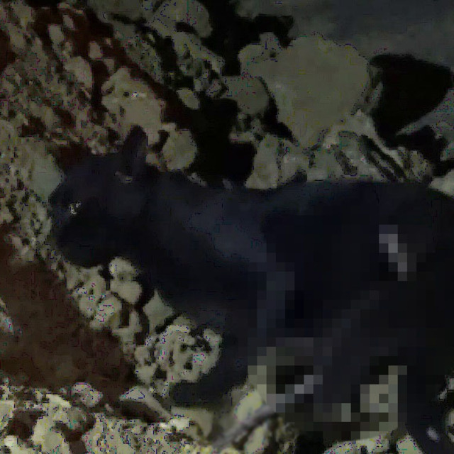 Silivri'de üzerine demir saplanan kedi kurtarıldı
