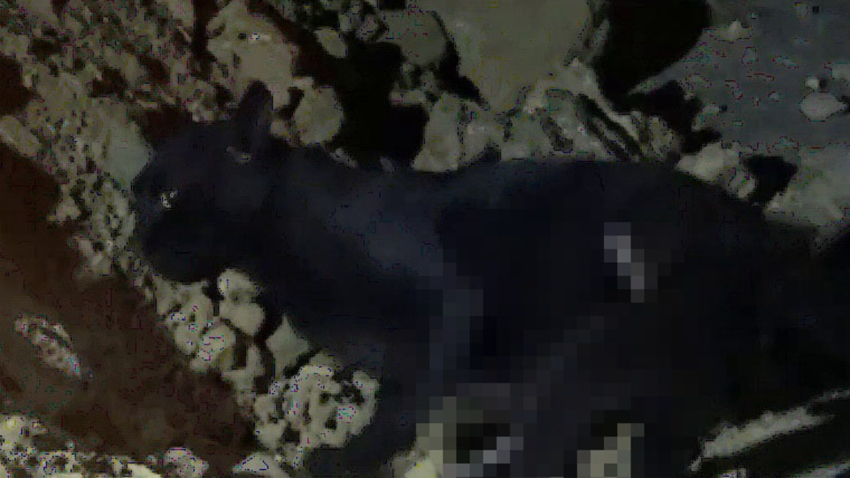Silivri'de üzerine demir saplanan kedi kurtarıldı