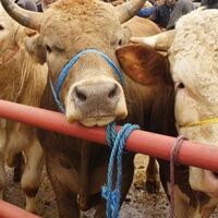 Kırklareli Valiliği'nden 'şarbon' açıklaması