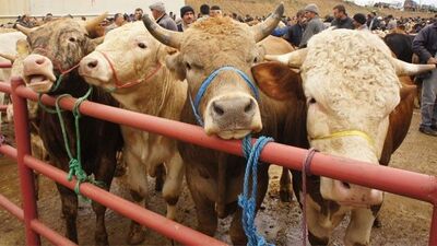 Kırklareli Valiliği'nden 'şarbon' açıklaması