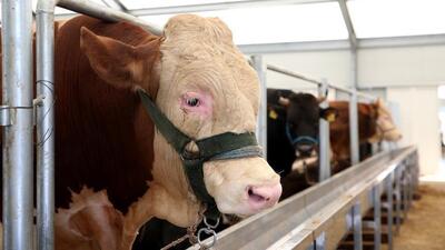 Bakanlıktan 'Şarbon' açıklaması