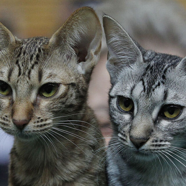 ABD'de binlerce kedi için dava açıldı!