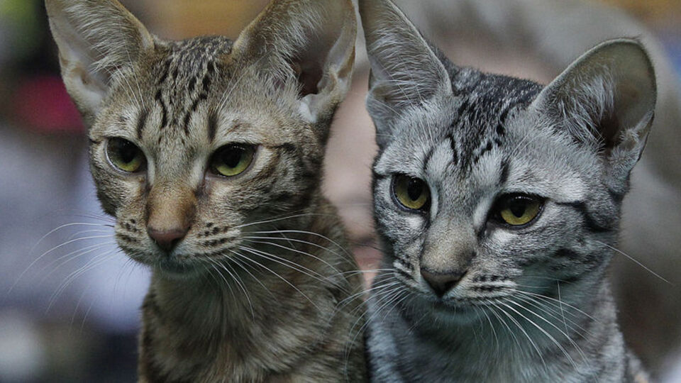 ABD'de binlerce kedi için dava açıldı!
