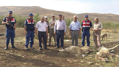 Kurtların saldırısında 78 küçükbaş hayvan öldü