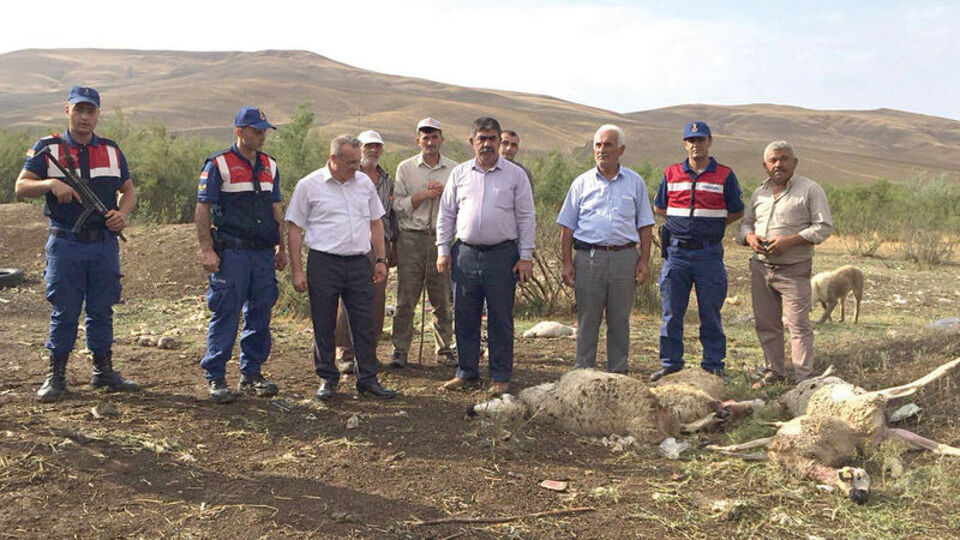 Kurtların saldırısında 78 küçükbaş hayvan öldü