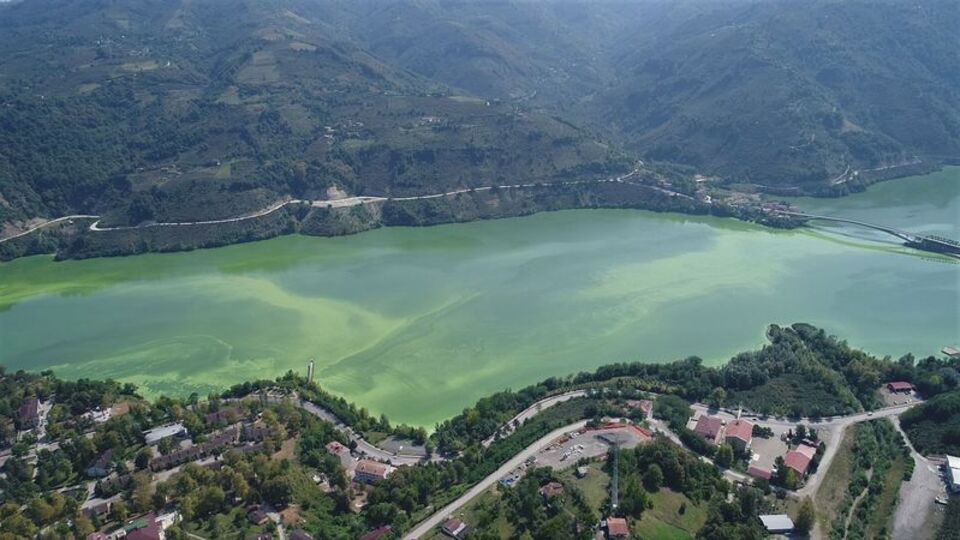 Gölde şaşırtan manzara! Tamamen yeşile döndü
