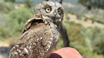 Kukumav kuşu hangi kuşun türüdür?