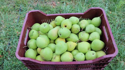 O hastalık Niğdeye de sıçradı! Yüzde 80 kayıp var