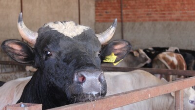 Şarbondan korunmanın altın kuralları