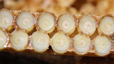 Arı sütünün faydaları