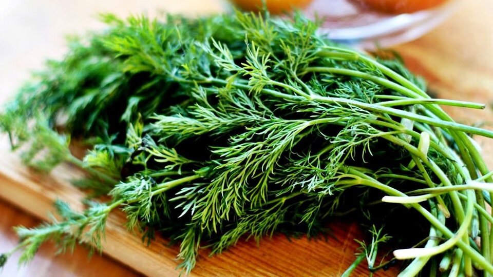 Dereotunun faydaları