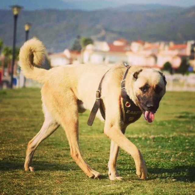 O vicdansızla ilgili flaş gelişme!