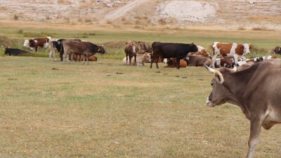 Ankara Valiliği'nden "şarbon" açıklaması