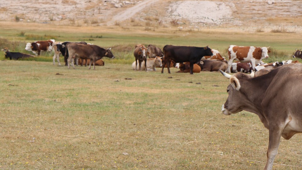 Ankara Valiliği'nden "şarbon" açıklaması