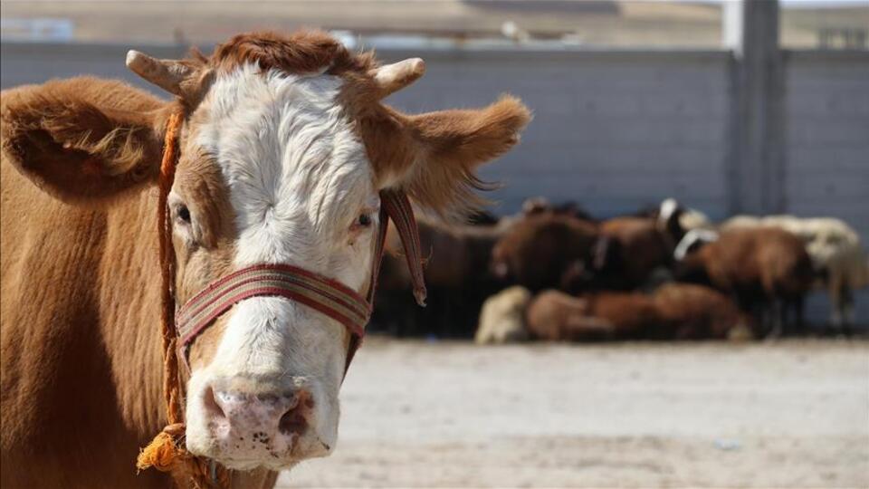 Şarbon belirtileri neler?