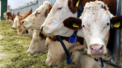 Hayvansal üretim istatistikleri açıklandı