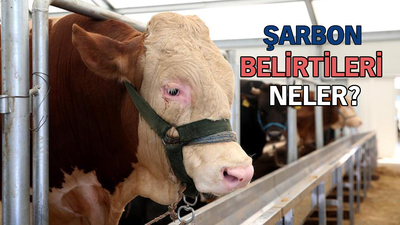 Şarbon hastalığı nedir?