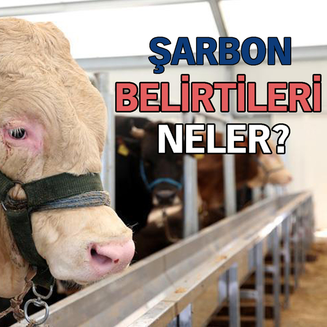 Şarbon hastalığı nedir?