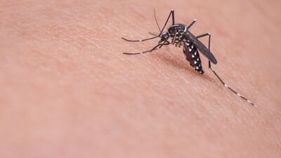 2 haftada 5 kişiyi öldürdü! Tehlike giderek yayılıyor...