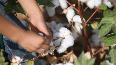 'GAP'ın başkenti'nde 'beyaz altın' mesaisi