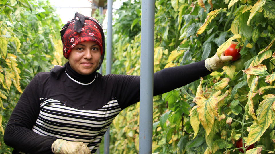 Bu köyde yılda 44 milyonluk domates üretiliyor