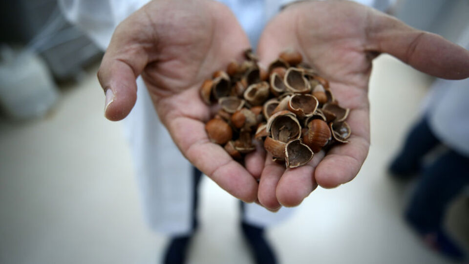 Fındık atıklarından kemoterapi ilacı etken maddesi