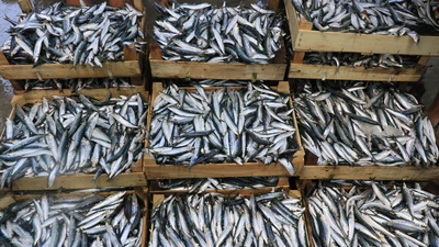 Ege'de sardalya bereketi