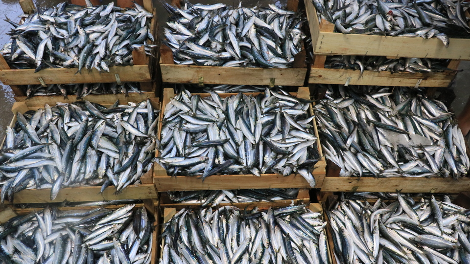 Ege'de sardalya bereketi