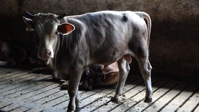 'Kızıltepe'de şarbon şüphesi'ne Bakanlıktan açıklama!