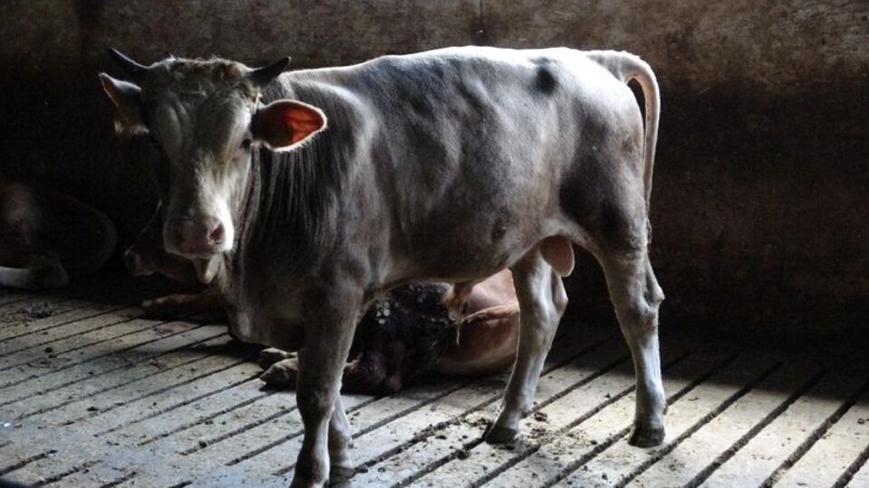 'Kızıltepe'de şarbon şüphesi'ne Bakanlıktan açıklama!