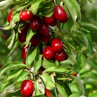 Kızılcığın faydaları