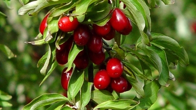 Kızılcığın faydaları