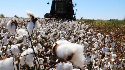 Pamukta borsalar arası işbirliği