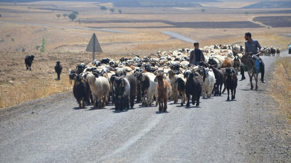 İşte Türkiye'de et sorununa çözüm!