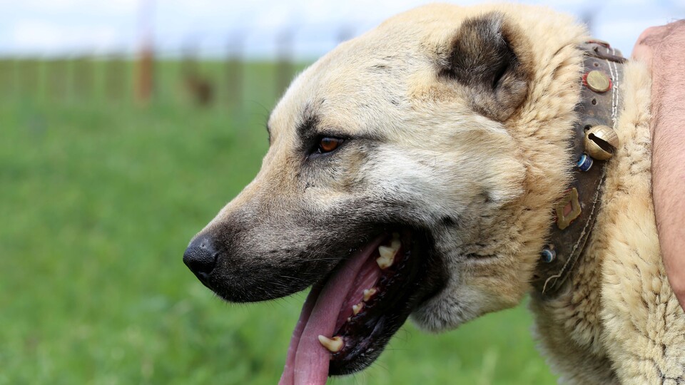 İtalya'da Sivas Kangal çağrısı yapıldı!