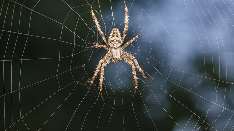 Örümcek kabusu! Bacağını kesmişlerdi, şimdi de...