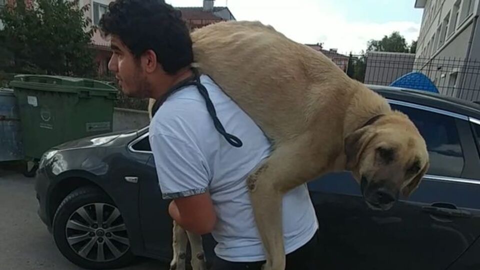 Hasta sokak köpeğini sırtında böyle taşıdı!