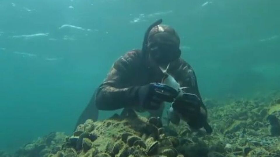 Dalgıçtan, balığa hayat öpücüğü