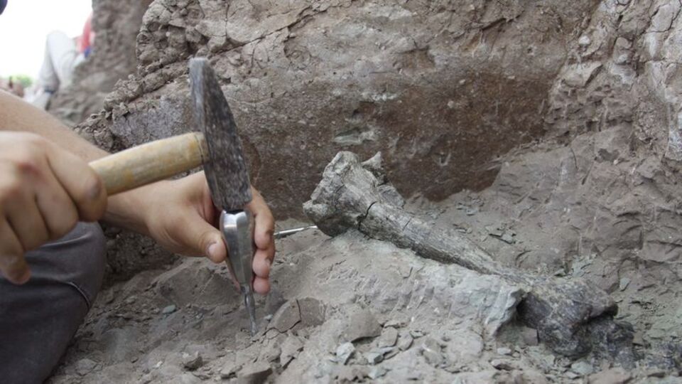 Bilinenin en eskisi! 558 milyon yıllık...