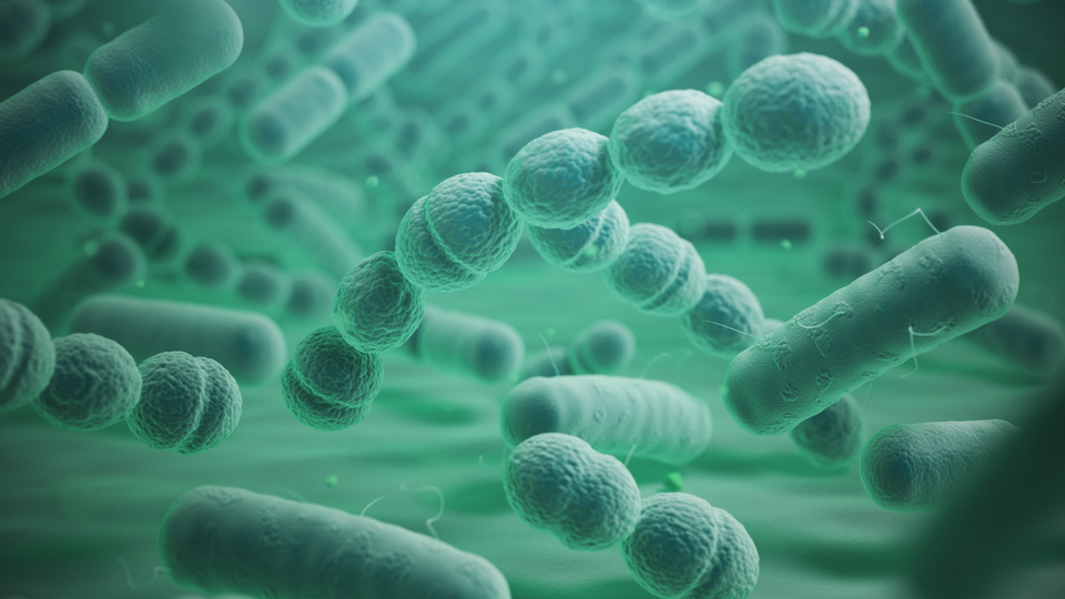 Kolera 32 can aldı!