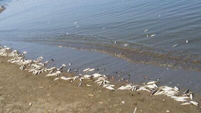 Su yüzeyinde binlercesini görenler dehşete düştü!