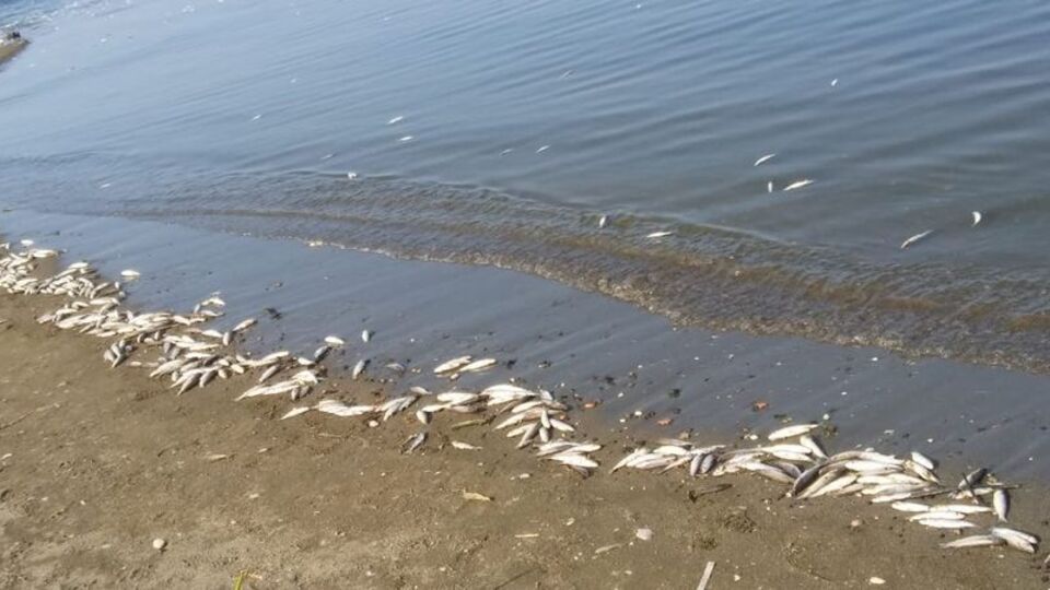 Su yüzeyinde binlercesini görenler dehşete düştü!