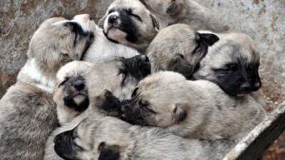 Sivas kangalı için İtalya Cumhurbaşkanı devrede!