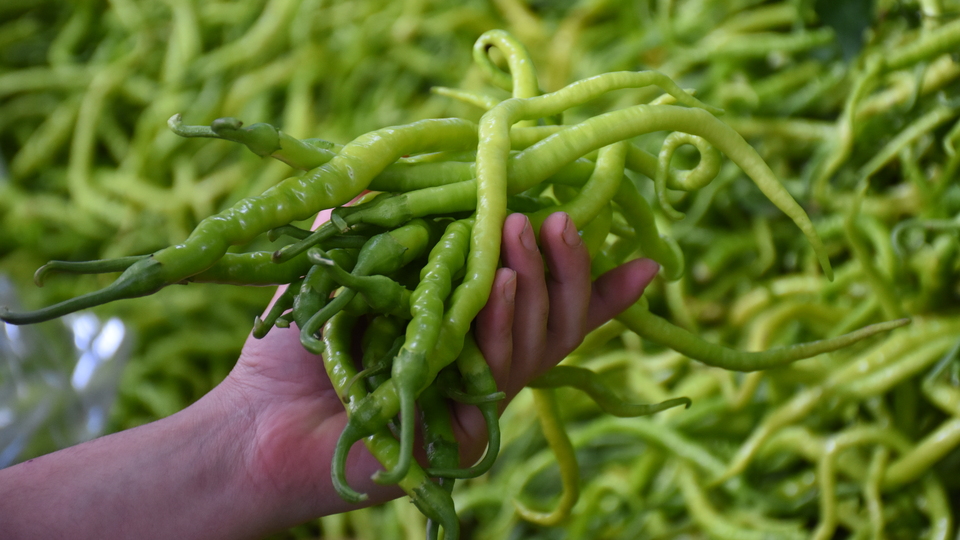 Yeşil biber deposu ovada ikinci hasat