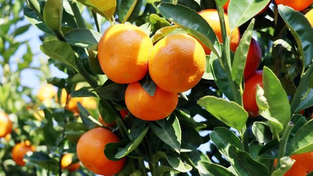 Tam bir mucize! İşte mandalinanın faydaları...